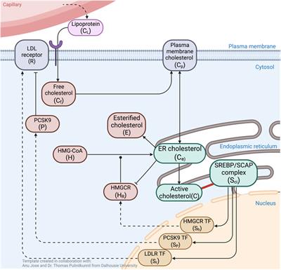 Robust homeostasis of cellular cholesterol is a consequence of endogenous antithetic integral control
